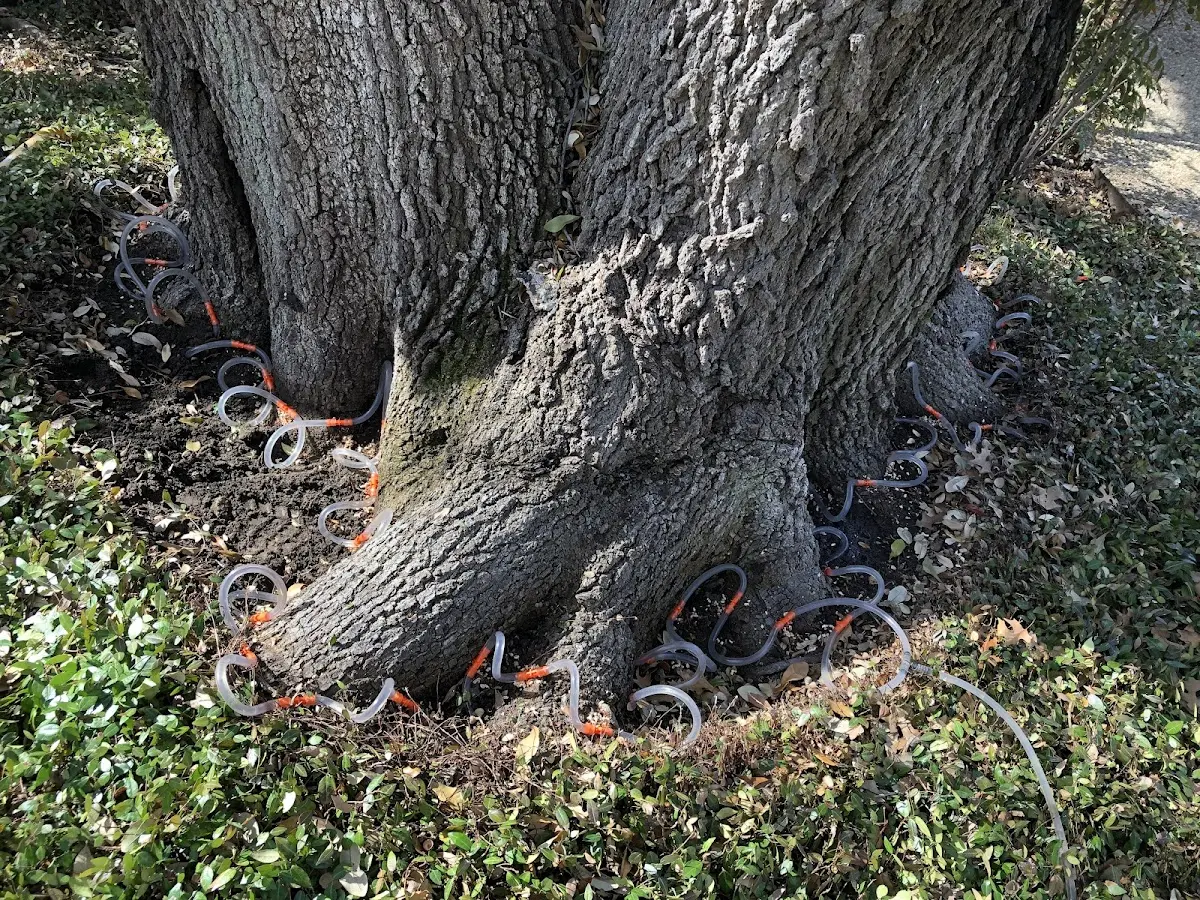 Detailed Tree Cabling and Bracing job site in Airville