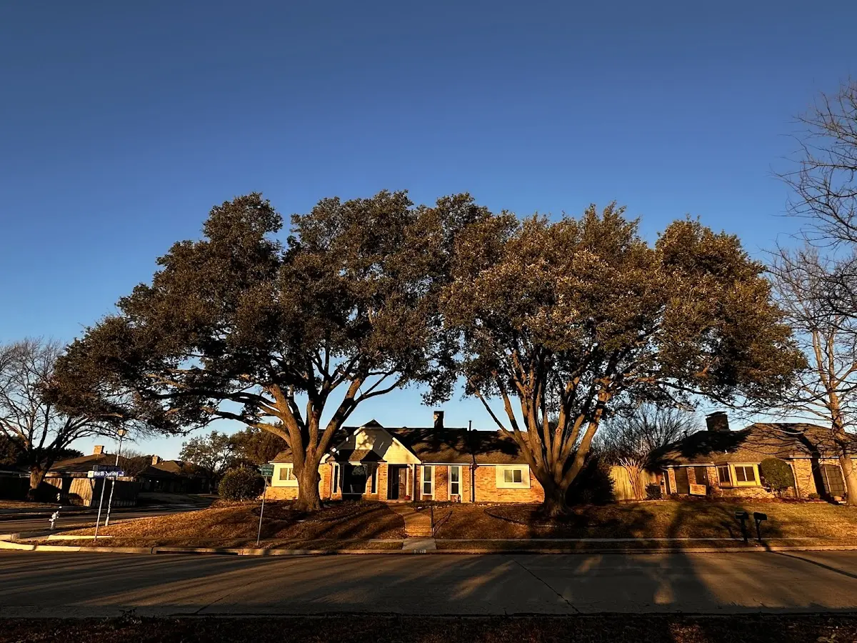 Established residential canopy tree shading a home in Airville